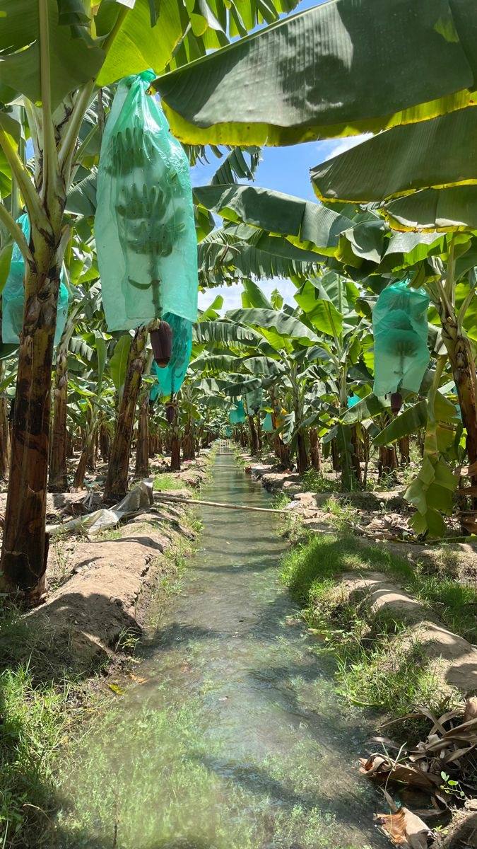 Plantain on site