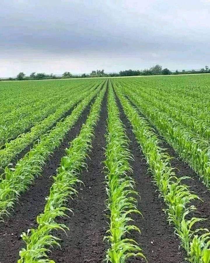 Plantain