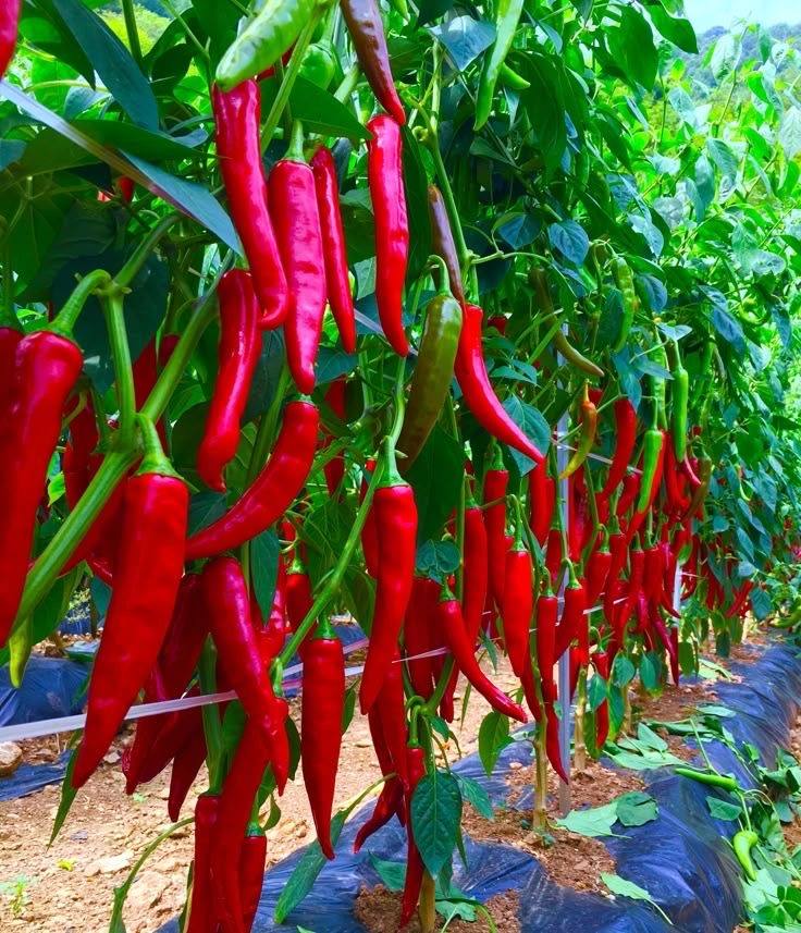 Peppers
