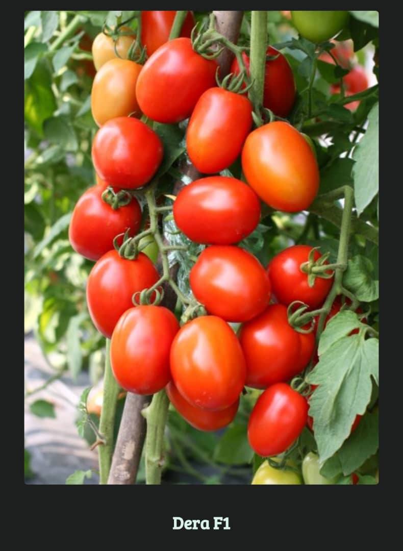 Harvest-ready produce